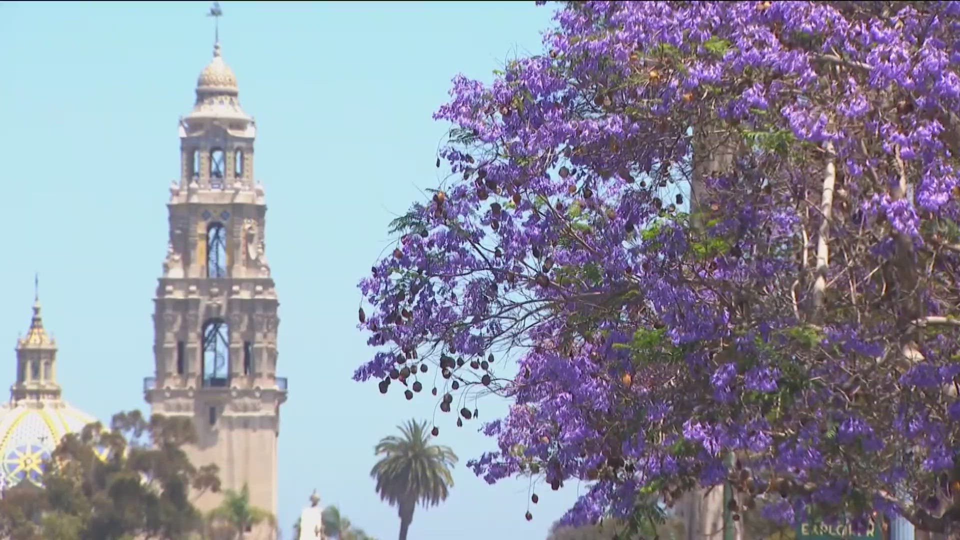 CBS 8 compared footage of the blooming jacarandas from last year on Clairemont Drive to what they look like now, and we noticed a big difference.