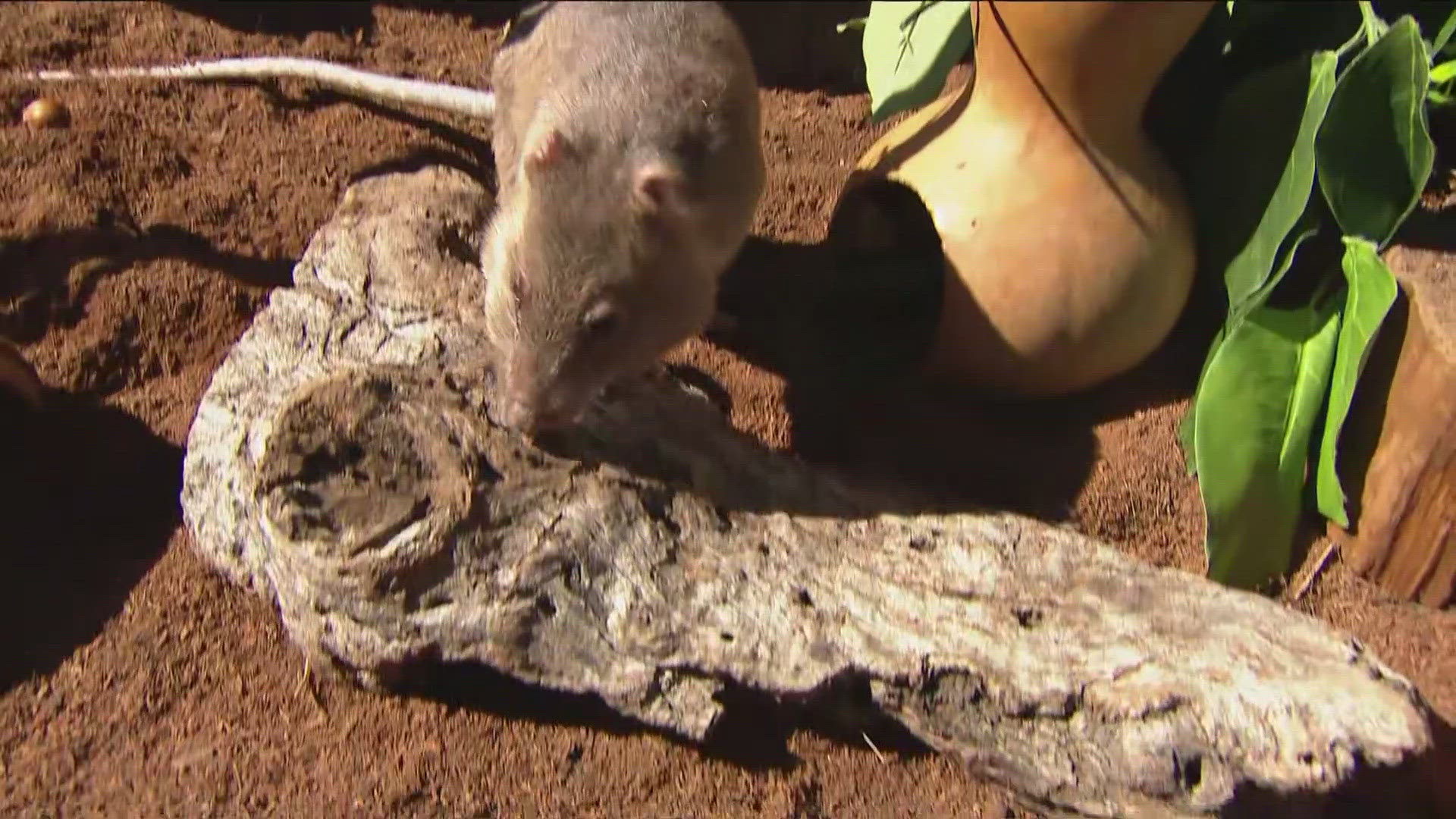 Pouch Rats Florida Zoo Day | Meet the giant pouched rat | cbs8.com