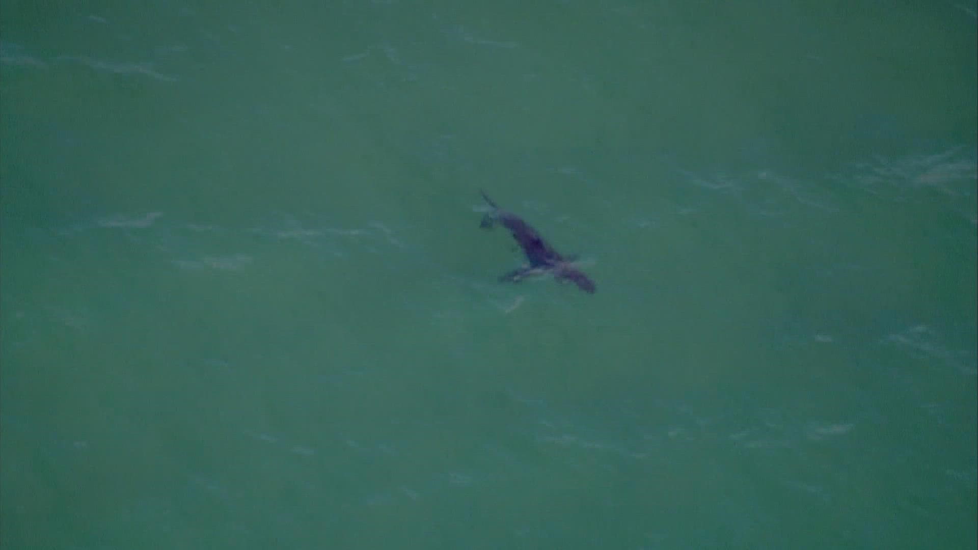 The sharks were seen swimming about 100 feet from the shoreline.