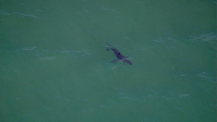 Above San Diego | Sharks seen swimming near Torrey Pines State Beach shore