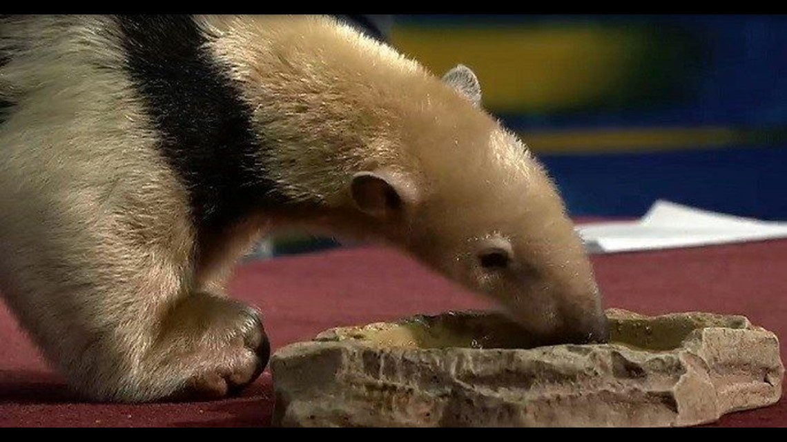 Two Adorable But Incredibly Defensive Tamanduas (Anteaters) Meet