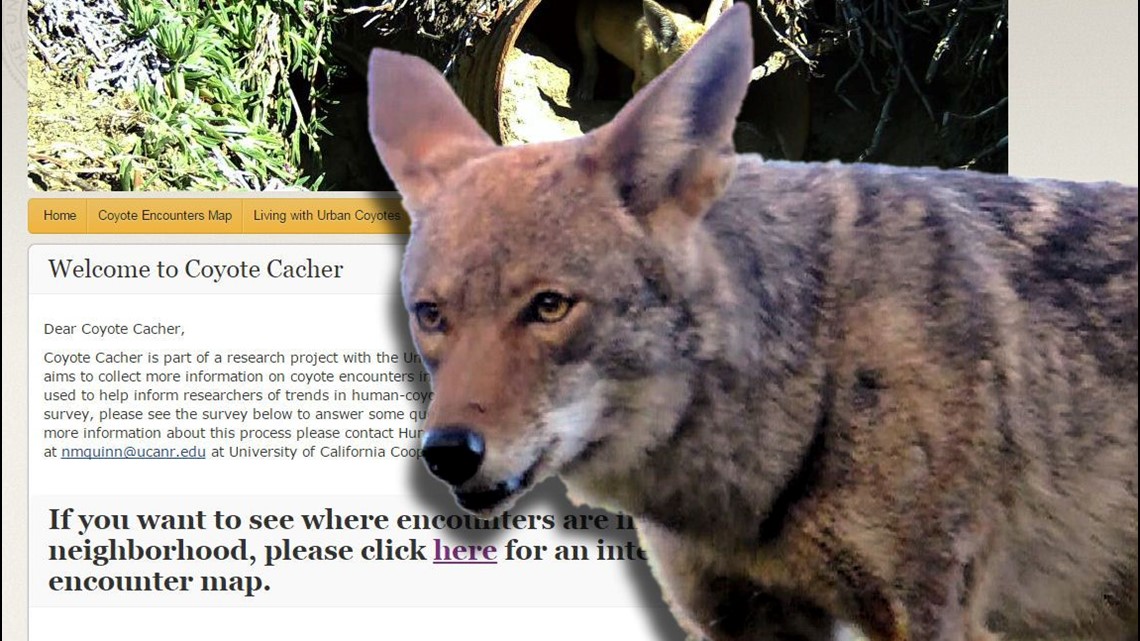 Coyote tracking website offers email alerts about attacks | cbs8.com