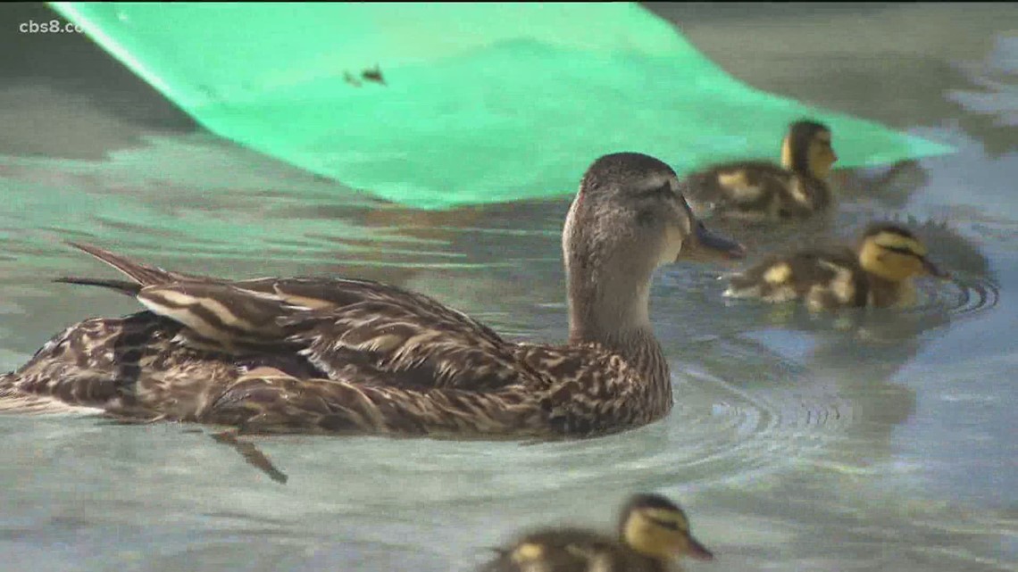 Baby wood ducks: an unexpected catch - FISHBIO