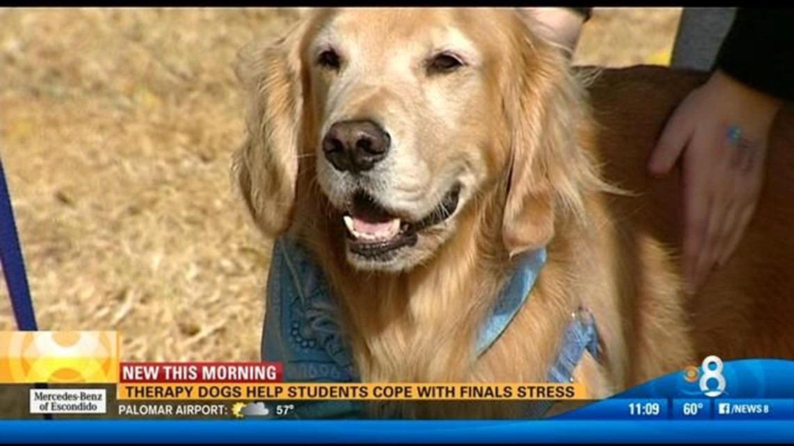 Therapy dogs help students cope with the stress of finals | cbs8.com