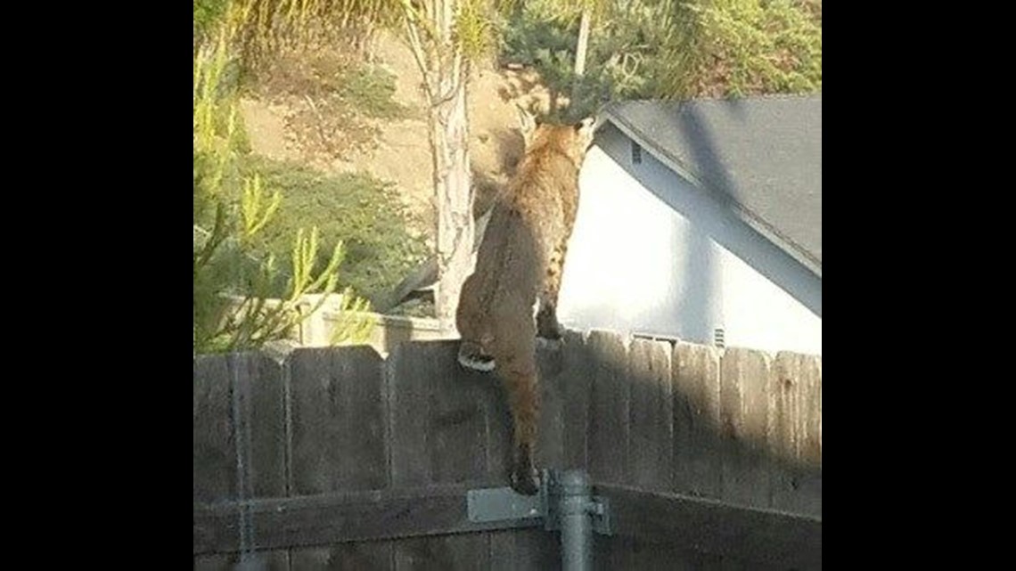 Bobcat spotted climbing backyard fence in Cardiff