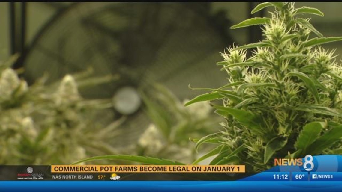 Commercial pot farms legal in San Diego on January 1