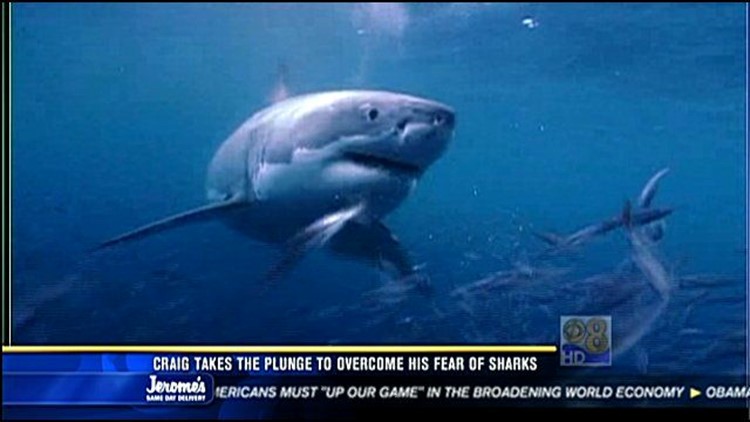 News 8's Craig Mckee Takes The Plunge To Overcome His Fear Of Sharks 