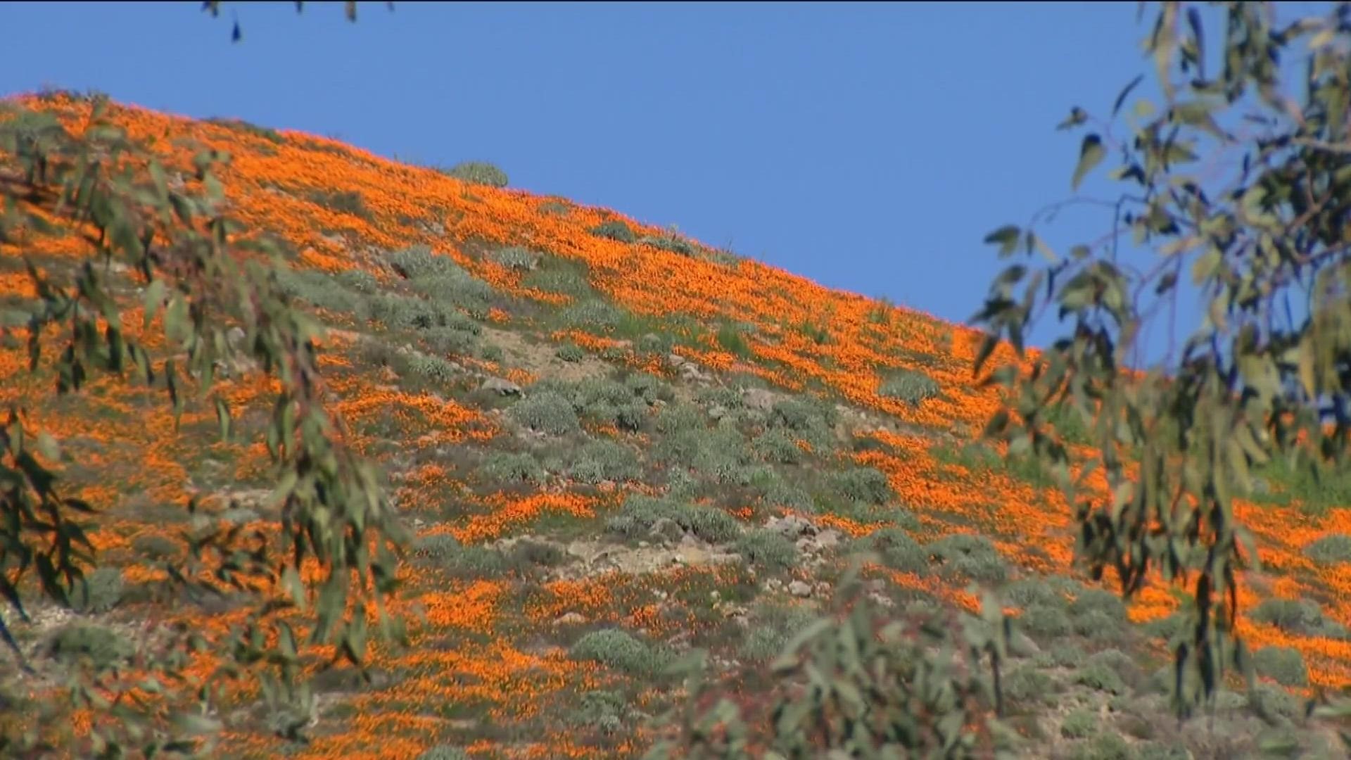 Golden poppy blooms were spotted in Lake Elsinore, but the city shut down access to the main hiking trail in hopes of avoiding the chaos that ensued in 2019.