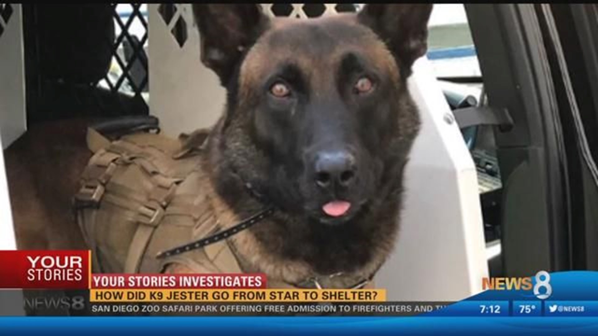 Your Stories Investigates: How did K9 Jester go from star to shelter ...