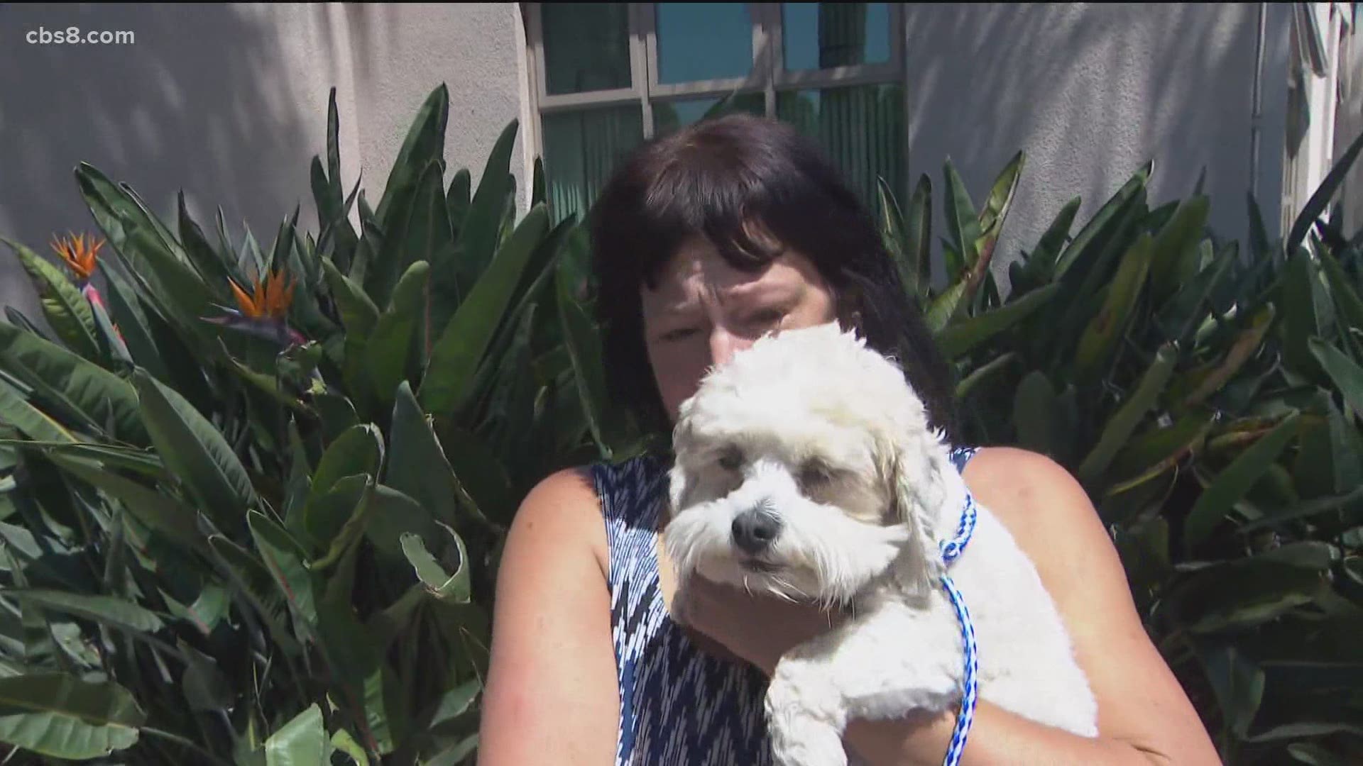 The San Diego Humane Society does their best to reunite pets with their owners.