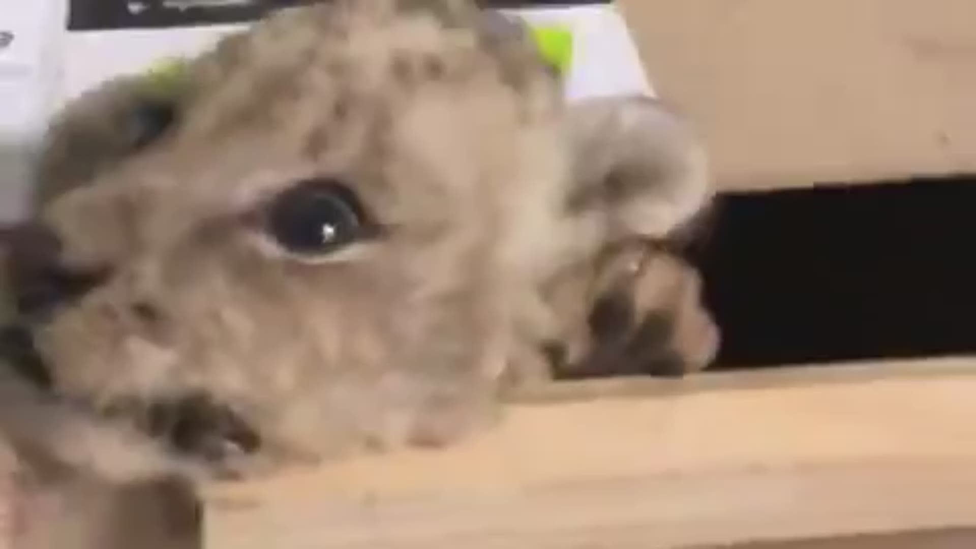 Lion cub found in a box at a mail delivery center in Tijuana 
