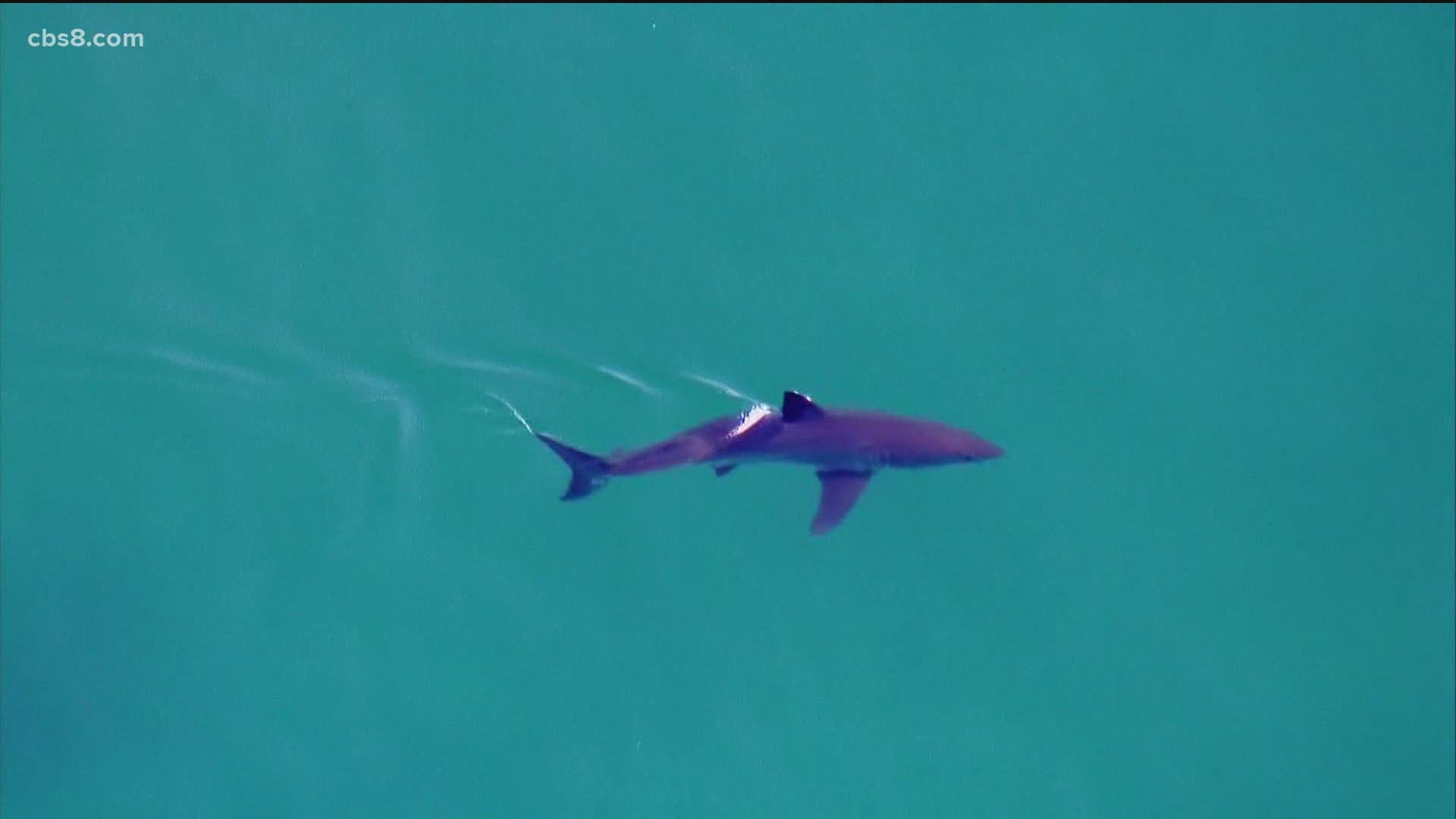 SDPD confirmed its helicopter spotted 12 to 13 great white sharks within a half-mile of the coastline but beach-goers didn't seem too concerned.