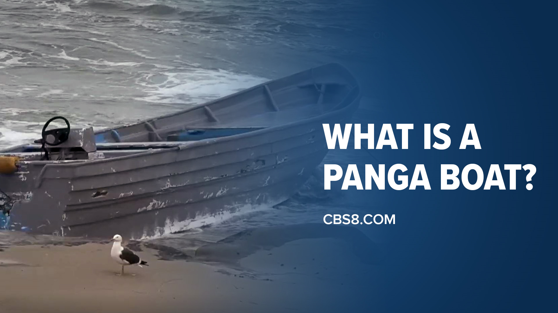 What is a panga boat? How do you spot one? How common are they? We answer your common questions.