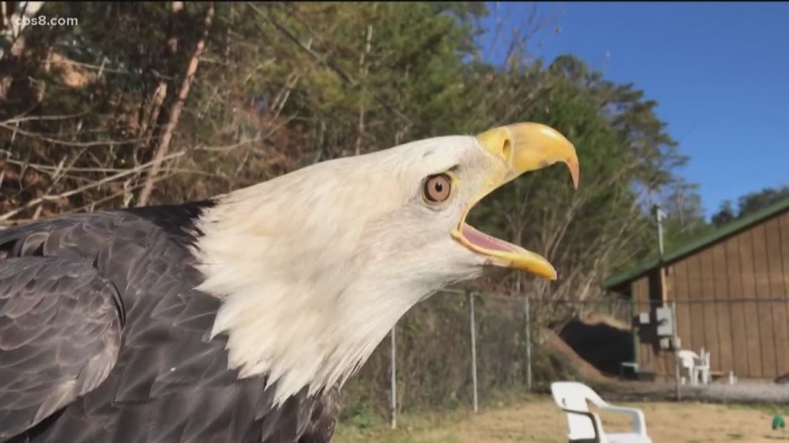 Meet Challenger, a bald eagle whose soaring skills are in high