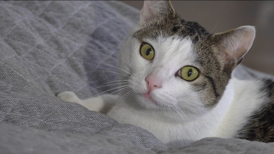 Meet Blue: The stray cat who thinks he's a dog — and needs a new