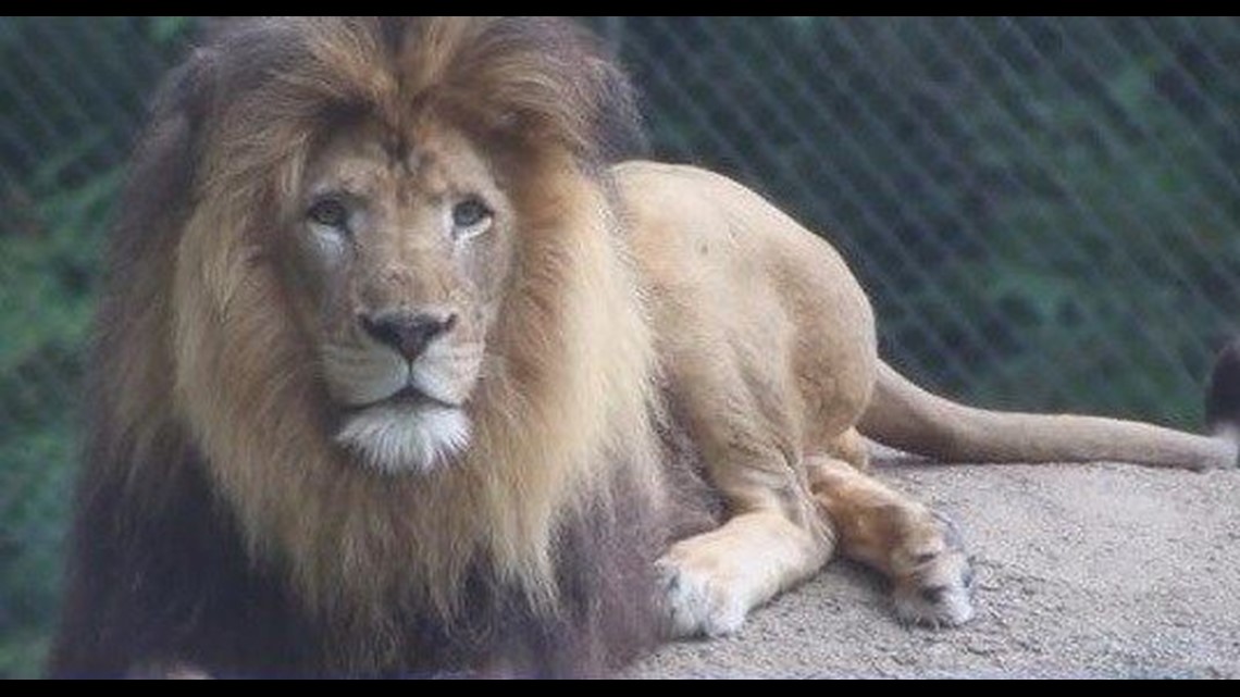 san diego safari park lion death