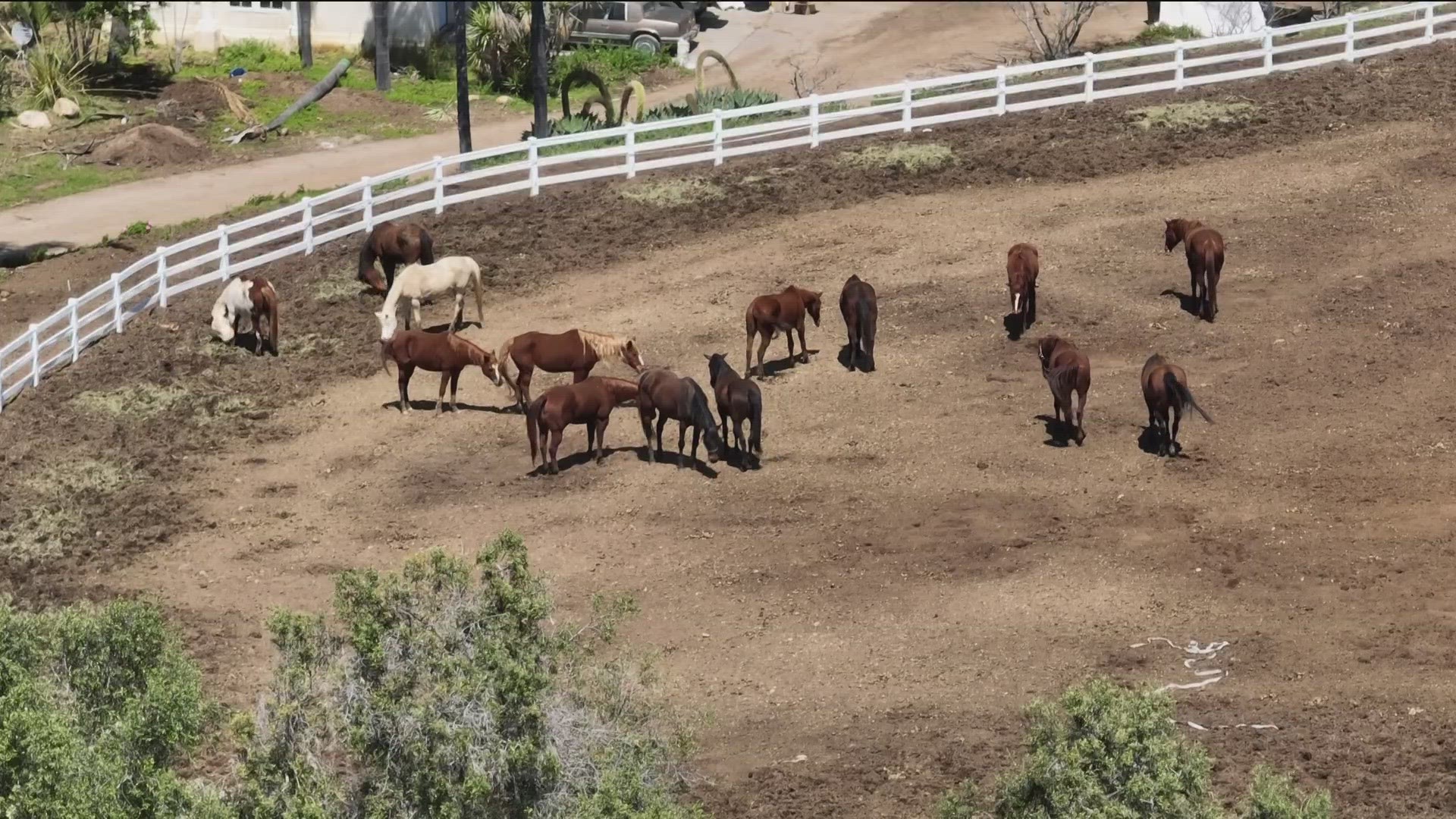 Newly shot drone video is giving a new look at the horses living on a property that's at the center of a San Diego County animal services investigation.