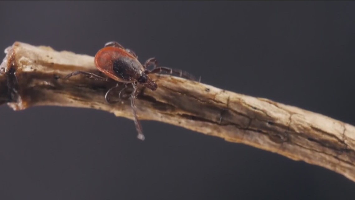 Tick-borne disease kills 17 people in Baja California - Vimarsana News