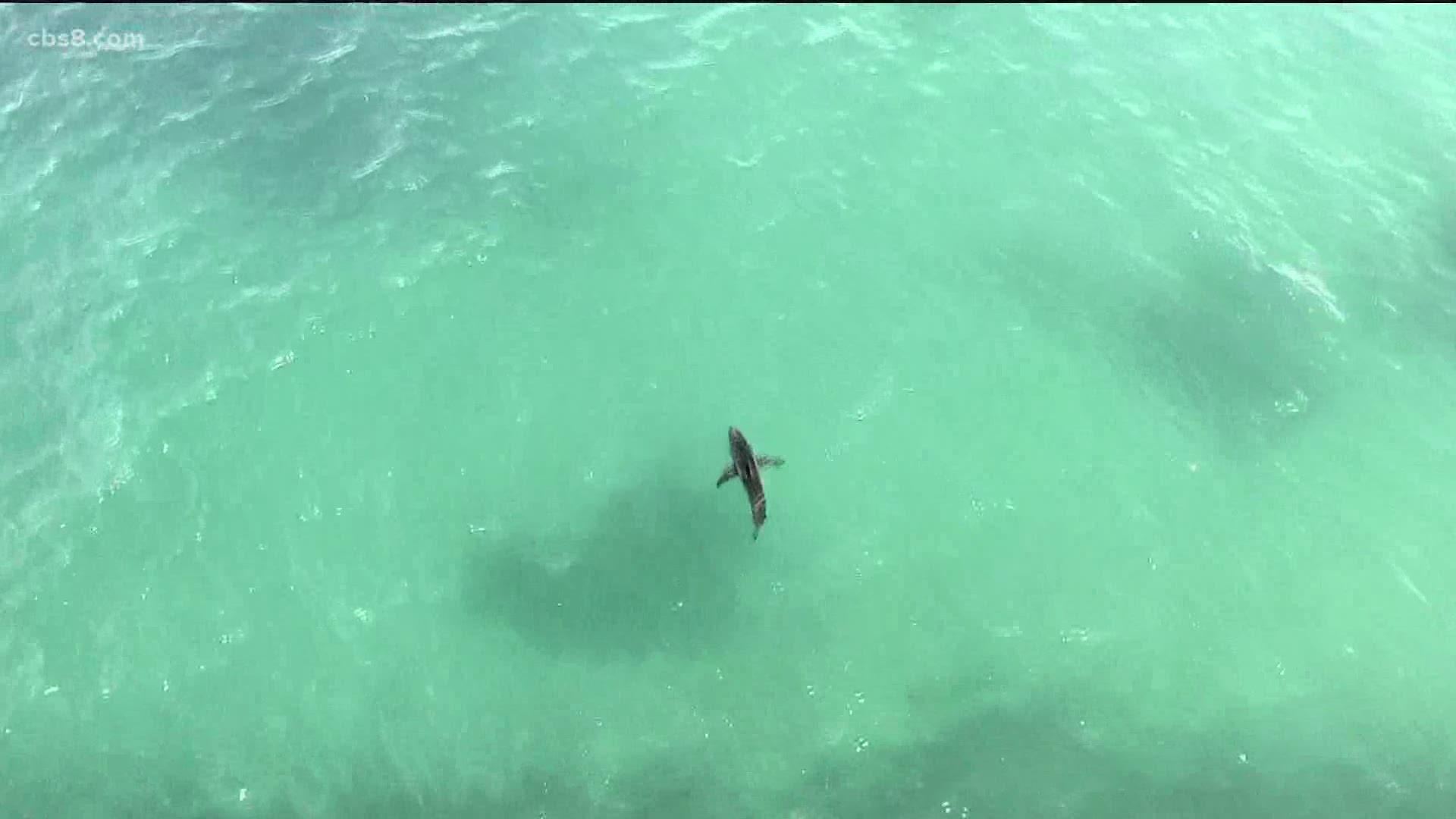 Marine biologists are using drones to scientifically study sharks in Southern California.