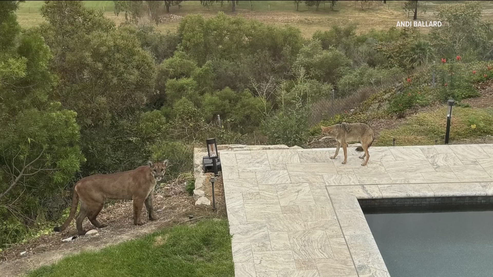 The California Department of Fish and Wildlife says it's unusual but not unheard of mountain lion sightings in the area, but there are no reports of threats.