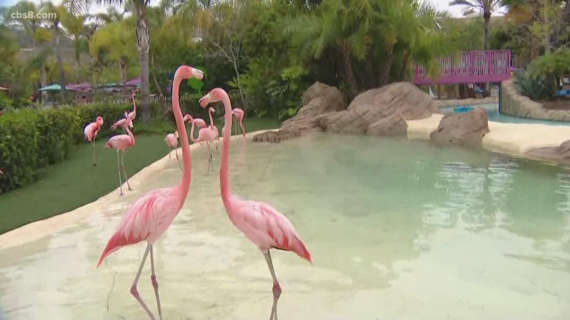 Anyone aged 6 and above are allowed to enter the Flamingo Experience.