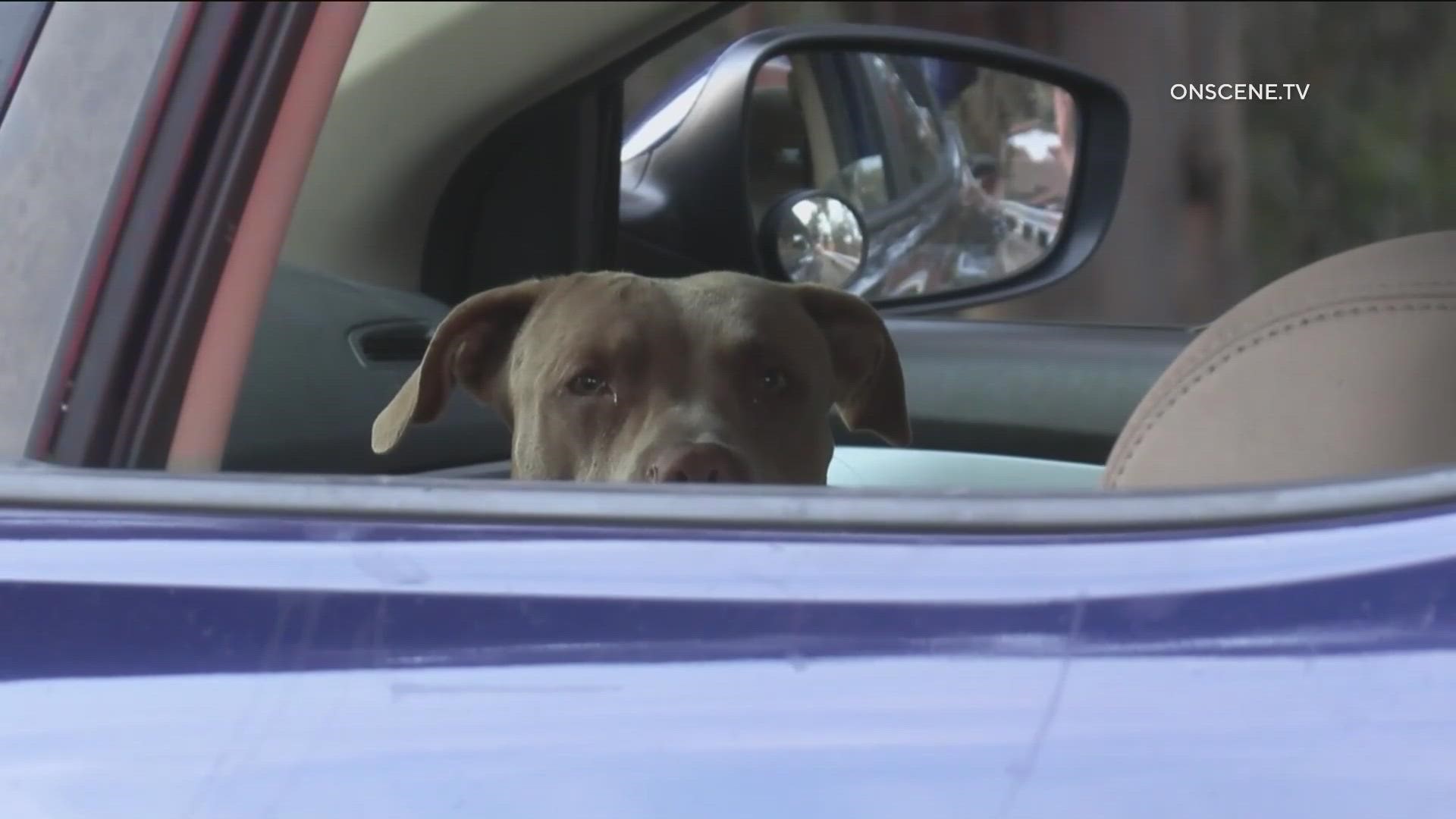 Two pit bulls were rescued from a stolen car after Chula Vista police spotted the vehicle in the area Saturday afternoon.