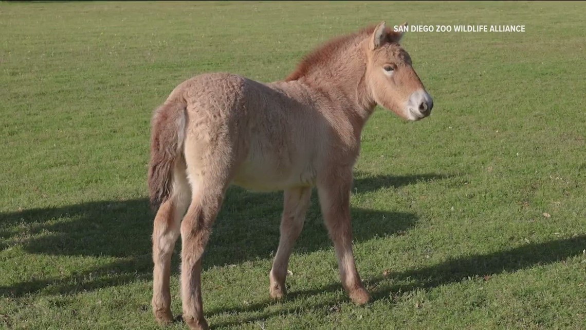 Scientists clone a second Przewalski horse - Vimarsana News