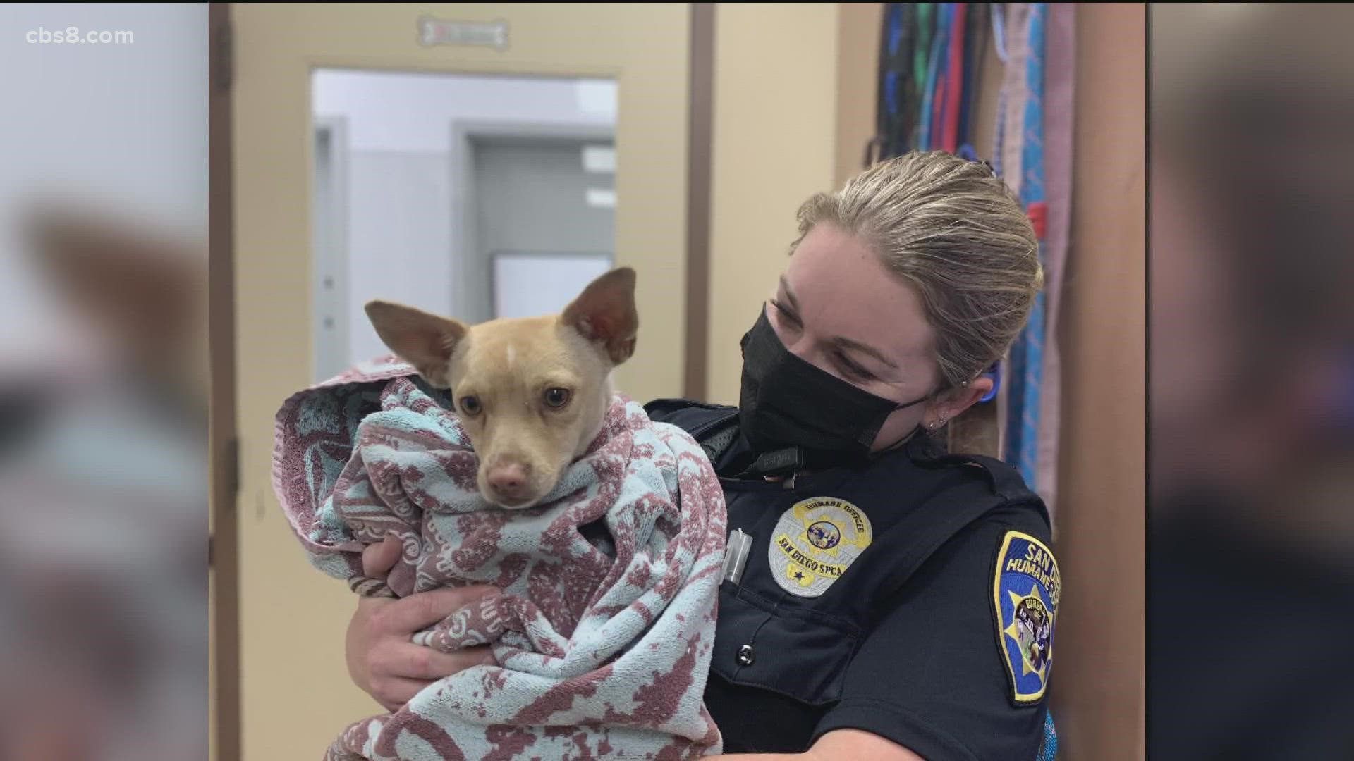 The part chihuahua mix was on the run for weeks before San Diego Humane Society got him wrangled with a cheesy snack.
