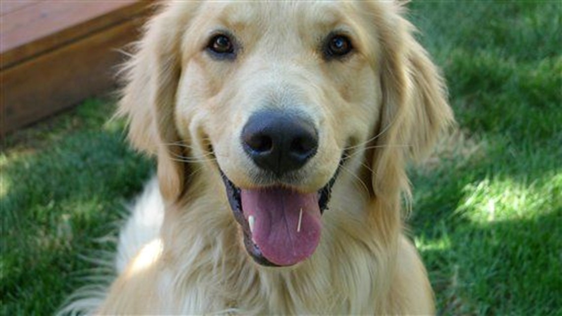 Golden retrievers key to lifetime dog cancer study | cbs8.com