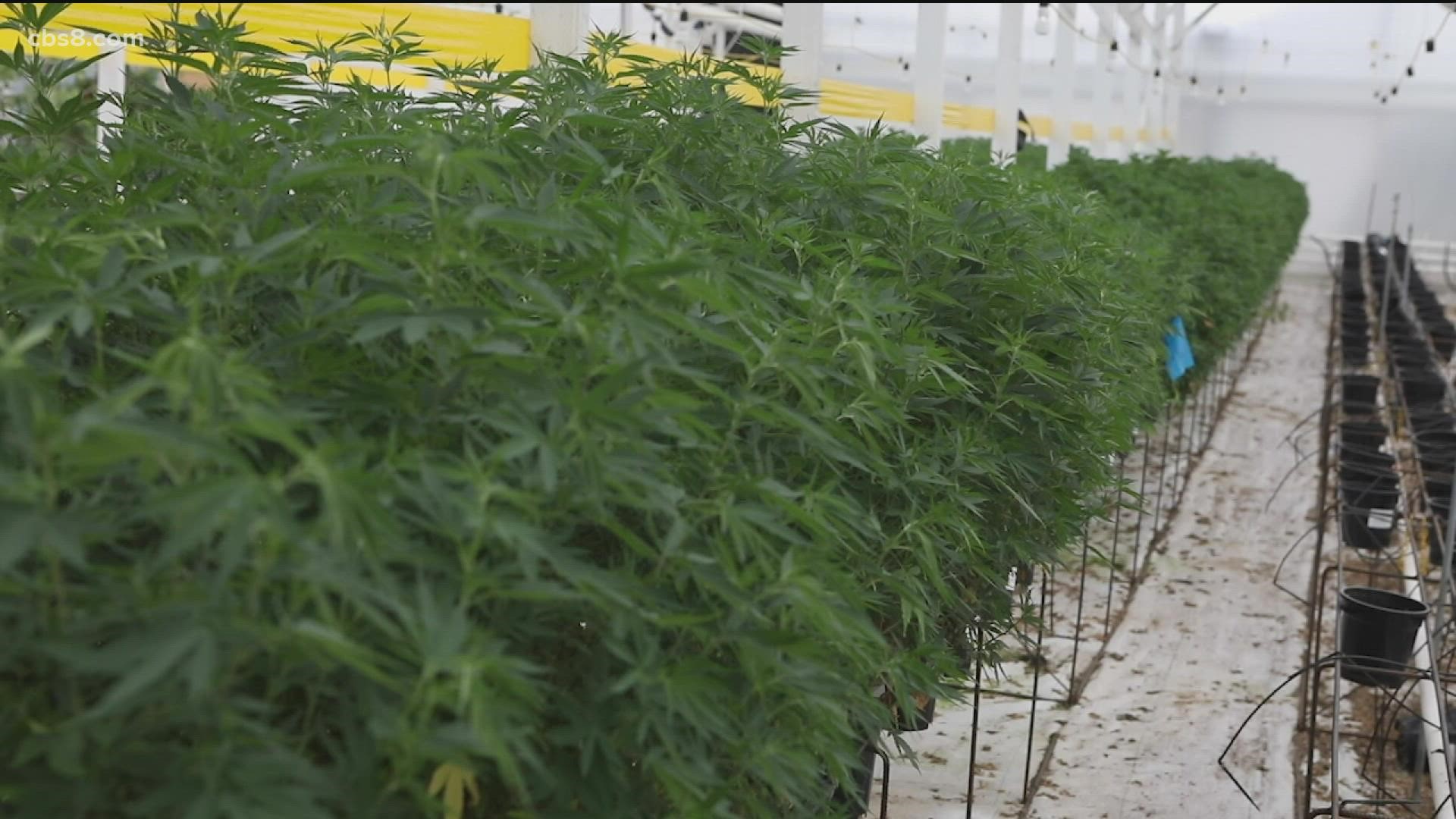 A hemp farm is leaving Encinitas after months of conflict with its neighbors, but the controversy surrounding it hasn’t gone away.