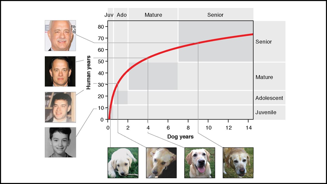 14 dog years to human years