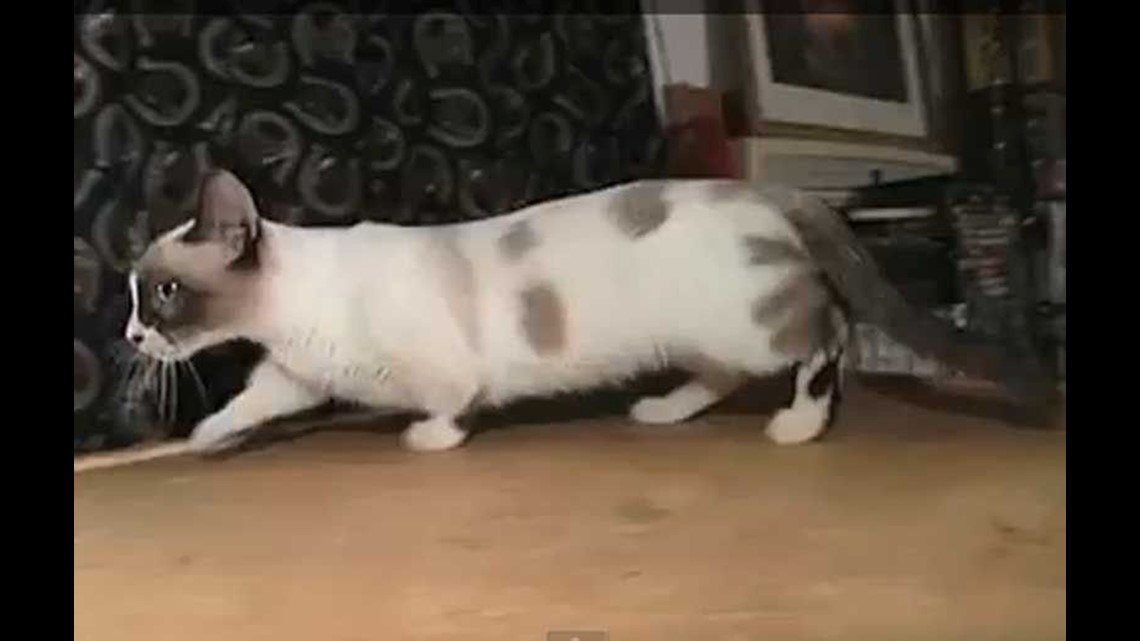 munchkin cat yoda