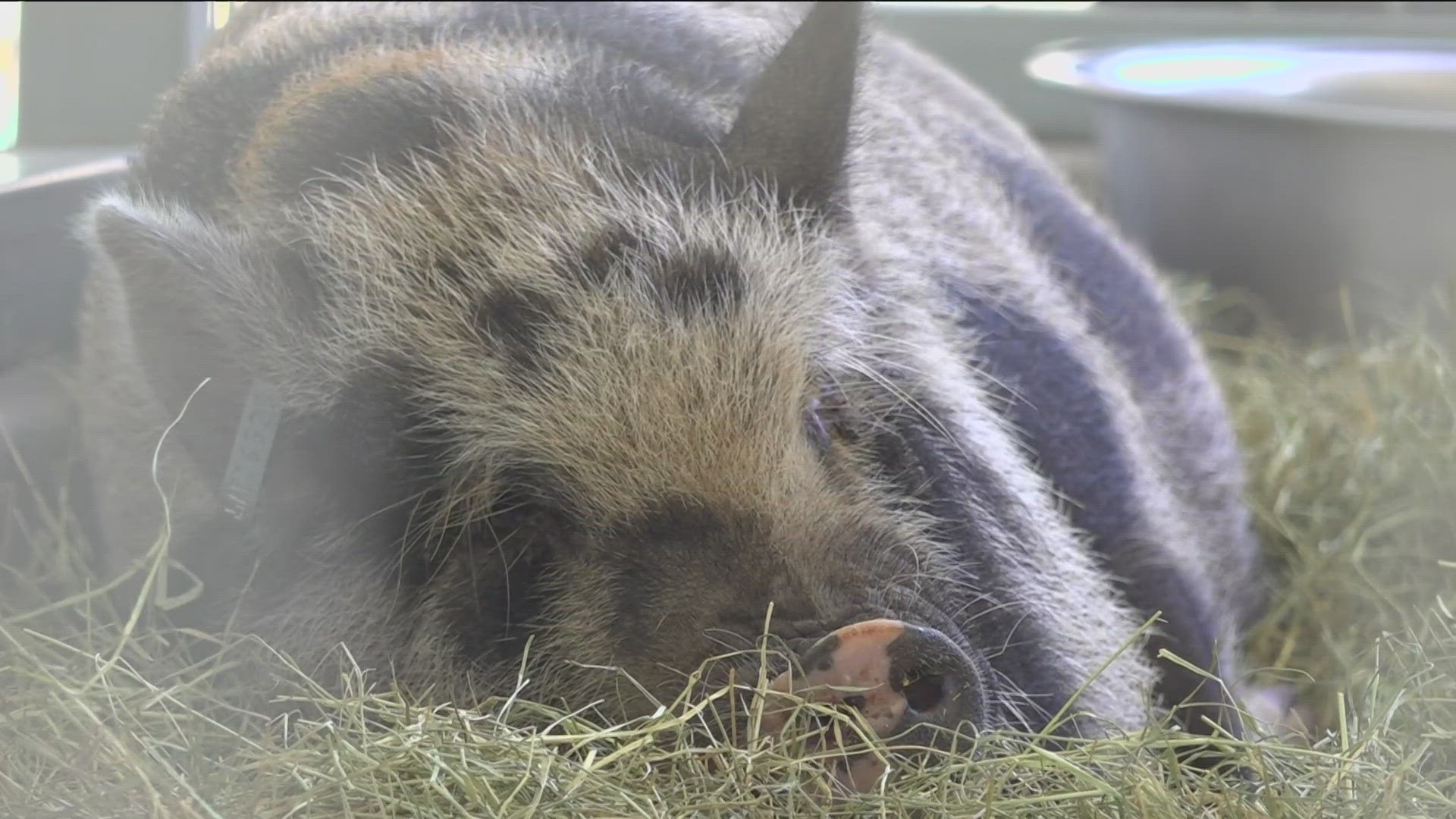 A potbelly pig and a coatimundi, rescued from a shuttered South Carolina roadside zoo, have arrived at their new sanctuary in San Diego County.