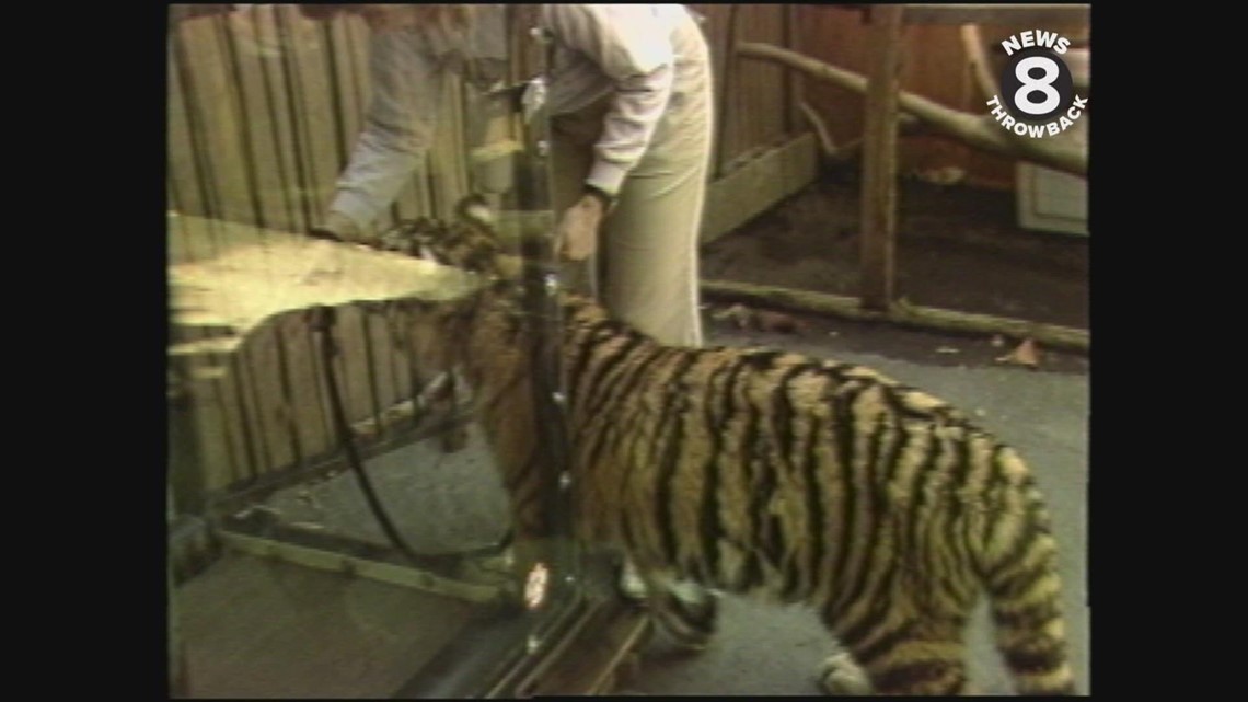 Max the tiger on the treadmill at the San Diego Zoo in 1987