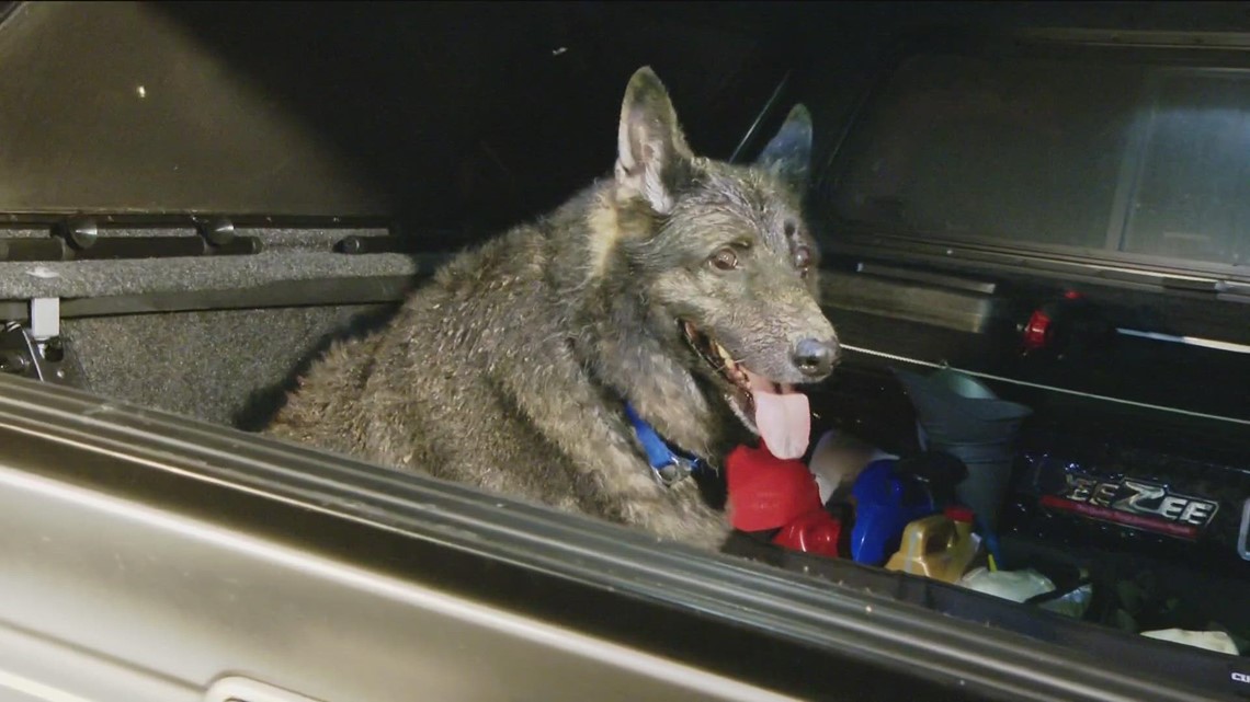 San Diego mobile dog groomer receives backlash