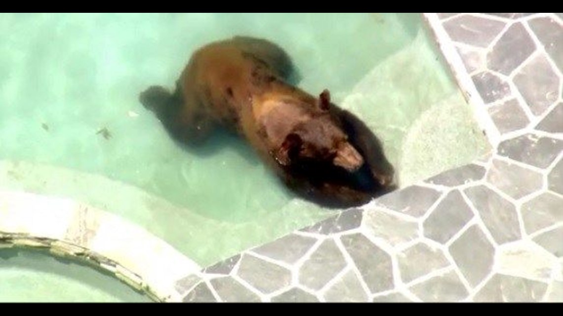 Black bear takes a dip in a California pool