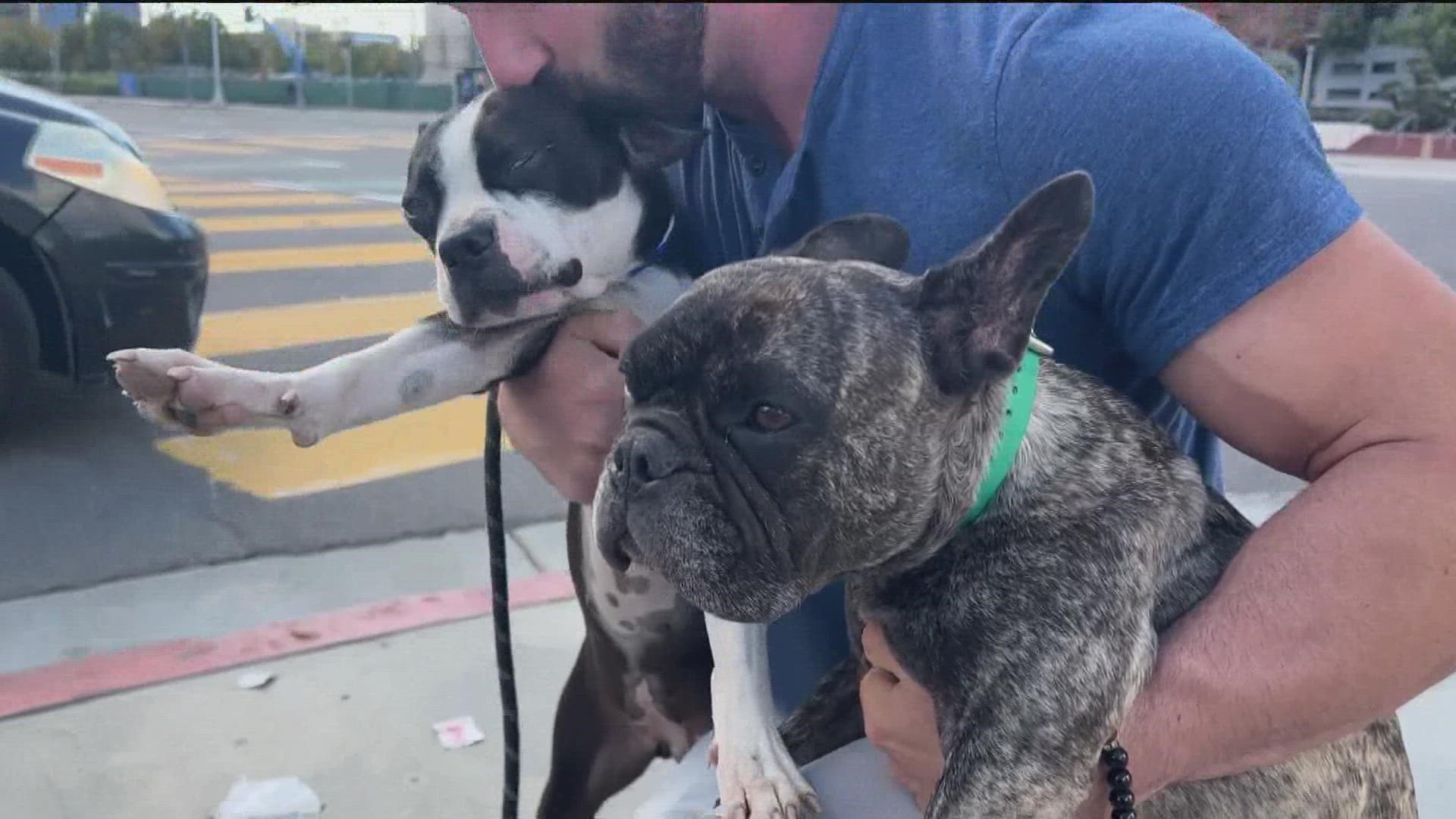 Frenchie “Winston Bolt” and Boston Terrier “Xena” were dognapped on December 6 in an auto-theft that happened outside Crunch Fitness in the El Cerrito neighborhood.