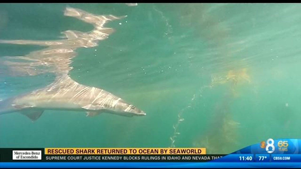 Rescued shark returned to ocean by SeaWorld | cbs8.com