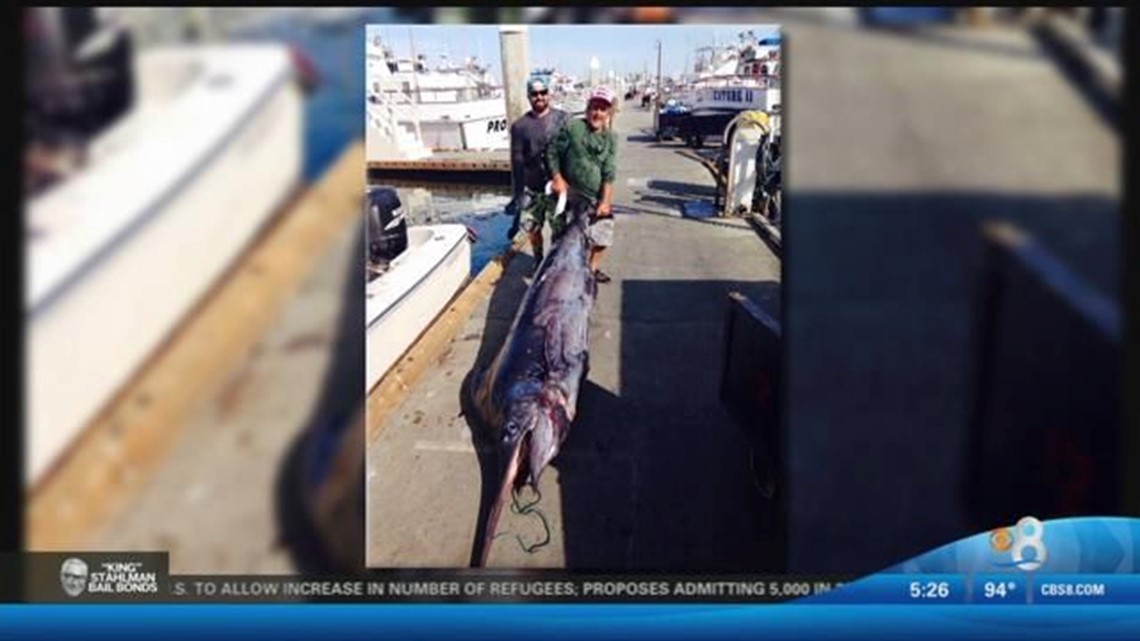 12-foot Marlin - Biggest fish ever speared off San Diego | cbs8.com