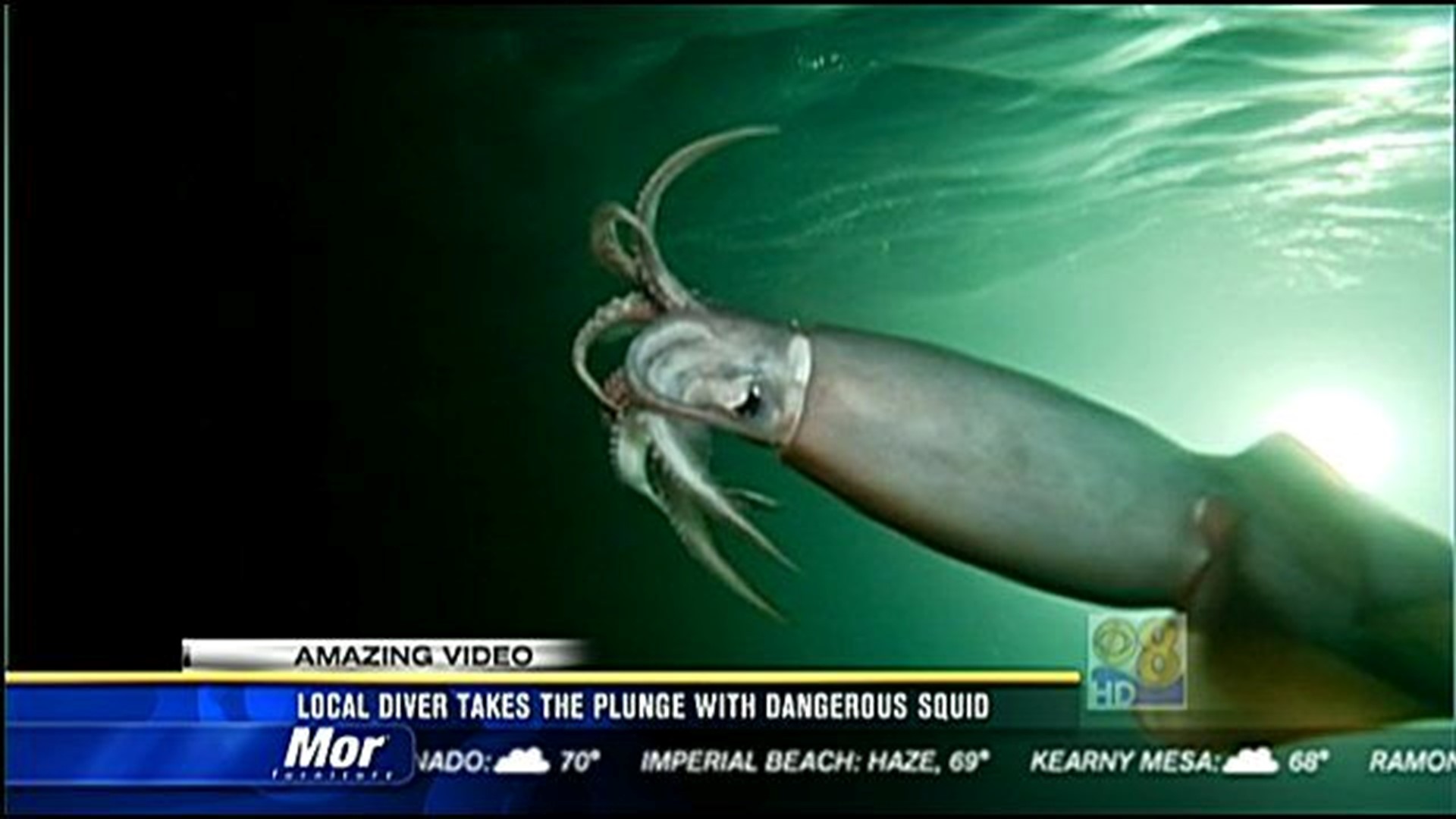 are squids dangerous