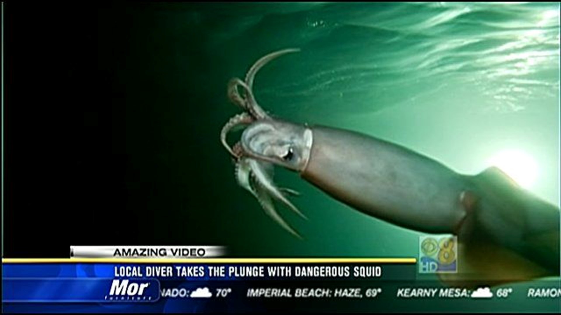 Local Diver Takes The Plunge With Dangerous Squid Cbs8