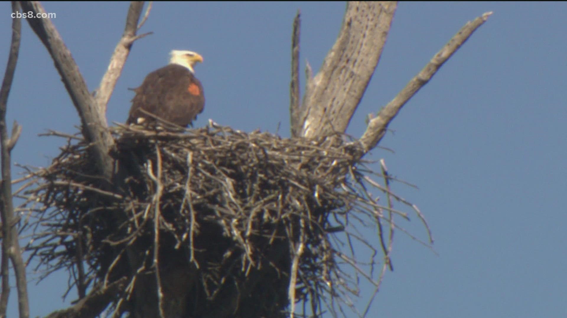 In the mid 70's there were only 30 nesting pairs of Bald Eagles because of DDT.