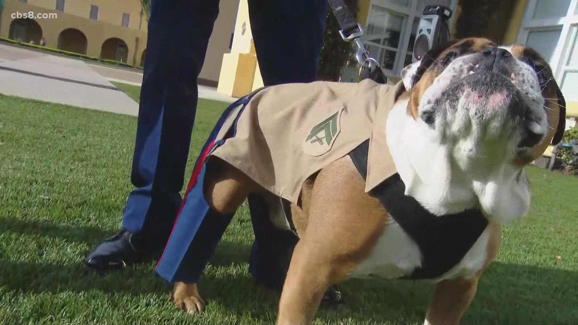 Manny is a full-blooded English Bulldog who assumed the duties as the Depot's official mascot on May 24, 2019.