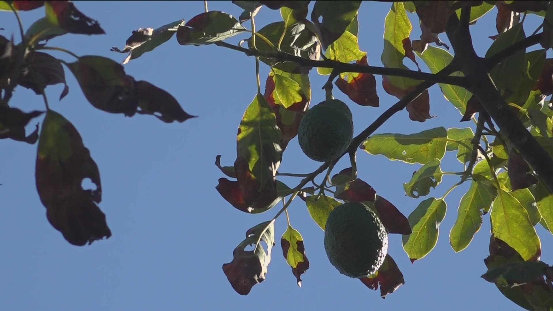 The number of avocados harvested in 2024 is almost non-existent due to the colder weather throughout San Diego County.