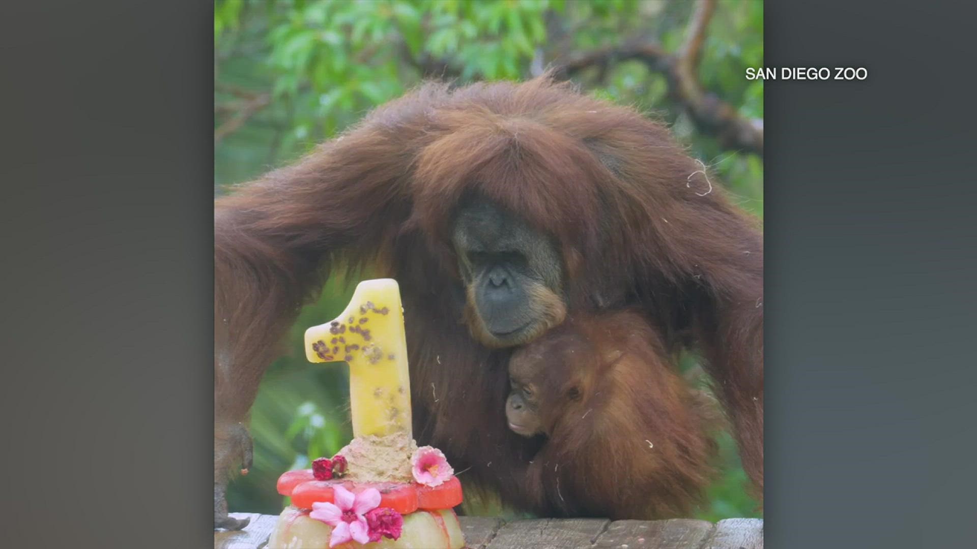 Kaja, a critically endangered Sumatran orangutan, celebrates 1st birthday at San Diego Zoo.