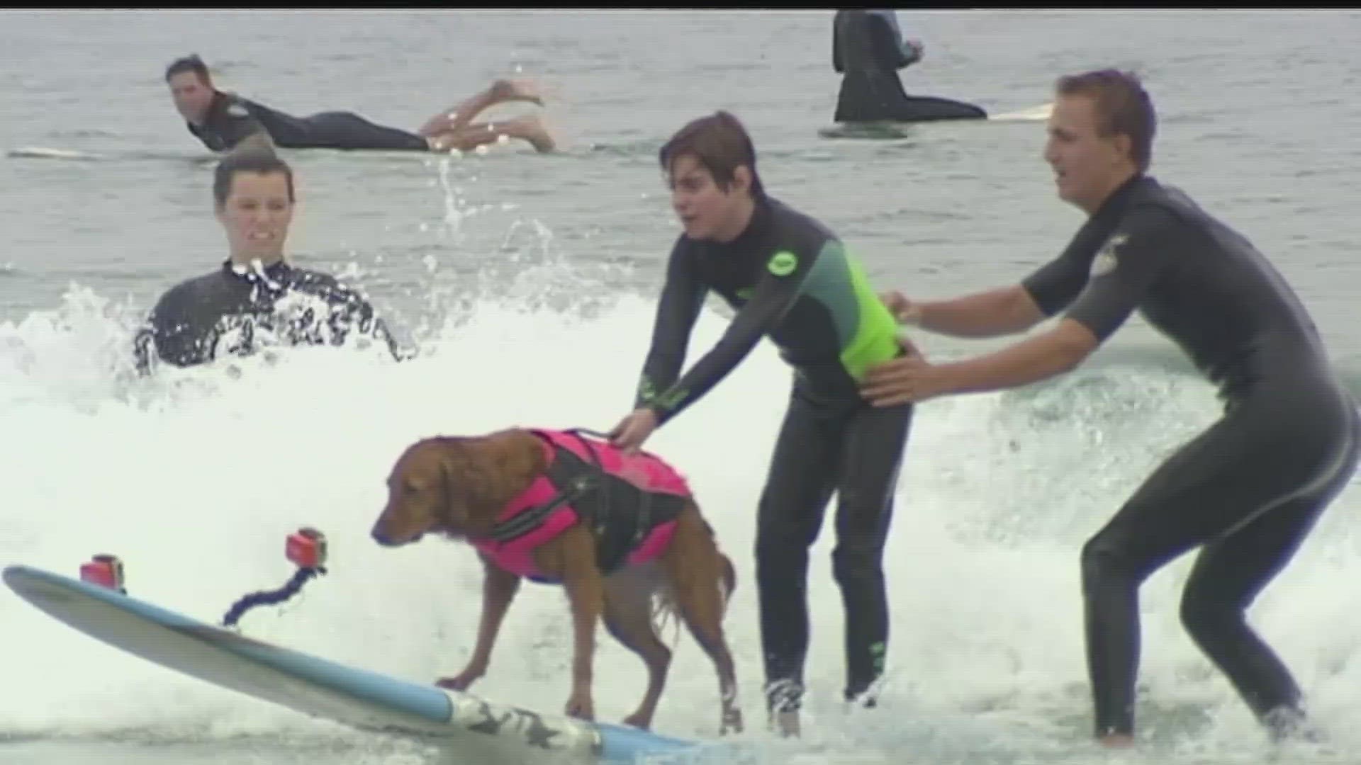 The 15-year-old canine helped countless veterans and kids during more than a decade providing therapy in the waves off San Diego.