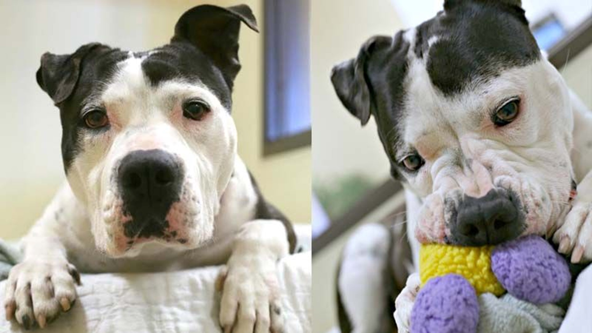 Britney: Lovable cuddle bug | cbs8.com
