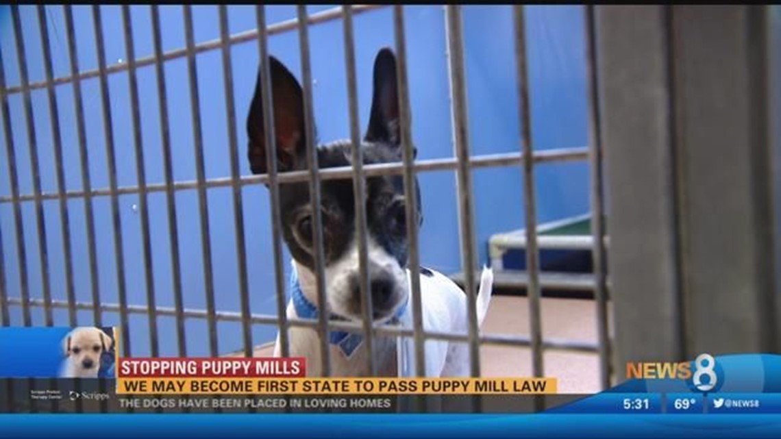 are puppy mills legal