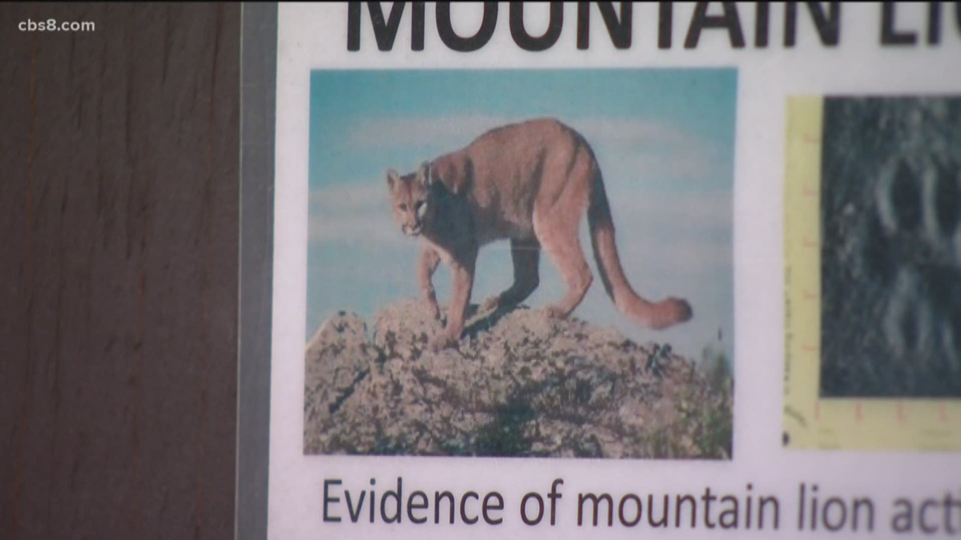 Hiking trails at the Los Penasquitos Canyon Preserve remain close after Fish and Wildlife officials shot and killed a mountain lion believed to have attacked and injured a four-year-old boy Monday afternoon.