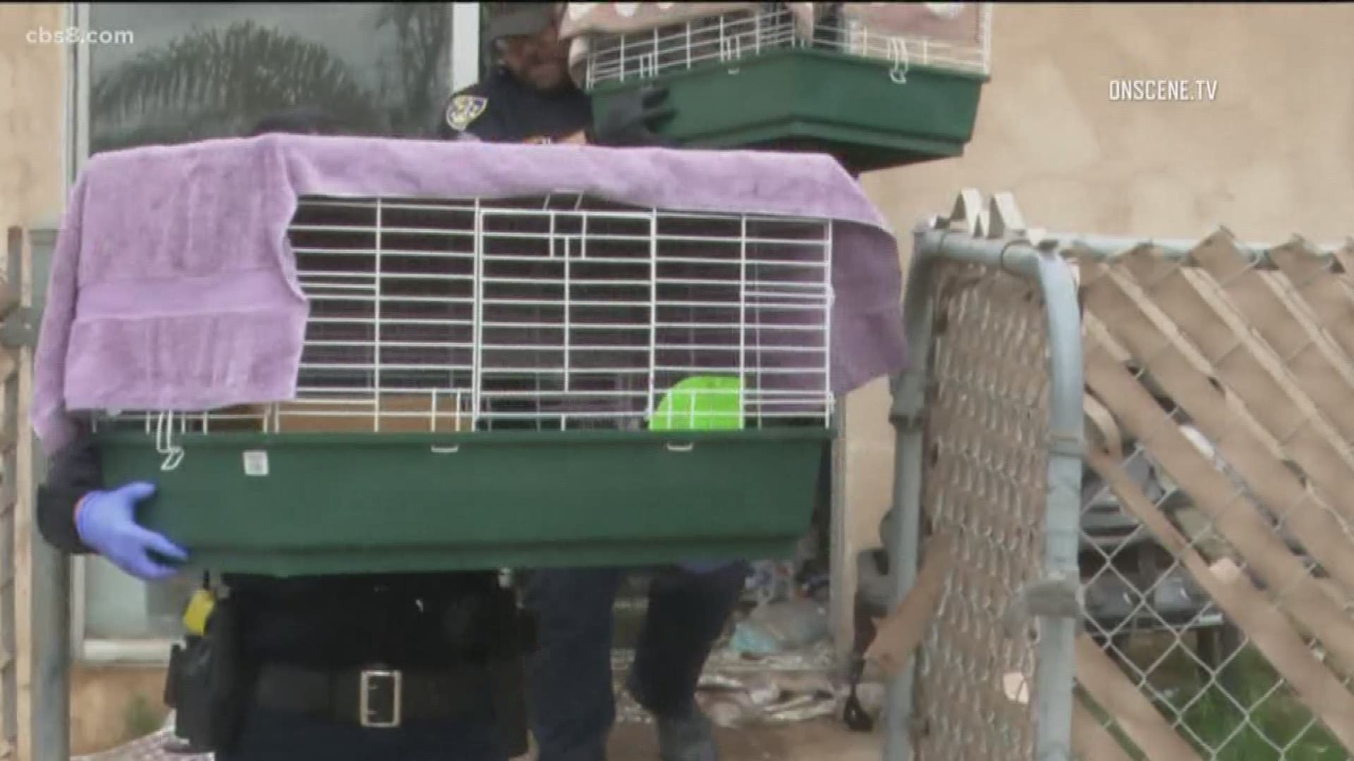 The Humane Society says they recovered two ferrets, two chinchillas, five gerbils, five hedgehogs as well as five dogs